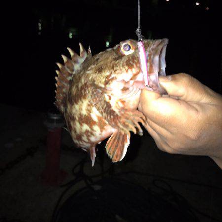 垂水漁港の主が釣れちゃいました(゚∀゚)