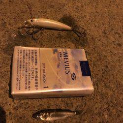 荒川シーバス、ハクパターン！