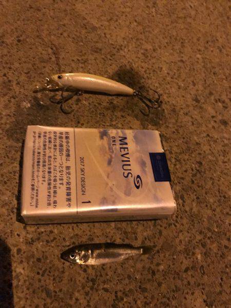 荒川シーバス、ハクパターン！