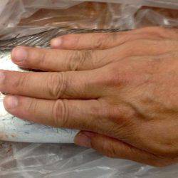 まさかのタチウオ!それも