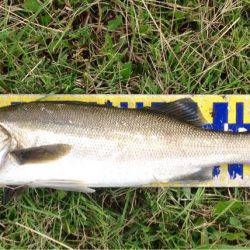 シーバスラッシュ