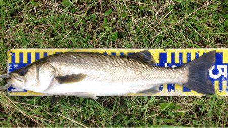 シーバスラッシュ