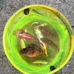 淡路島ガシラ、今期初アジ！