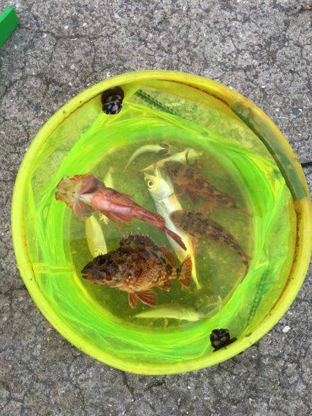 淡路島ガシラ、今期初アジ！