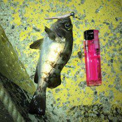 アジング不発、小メバルのみ