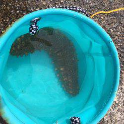 太刀魚狙いのはずが