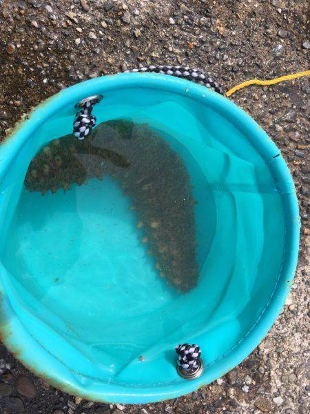 太刀魚狙いのはずが