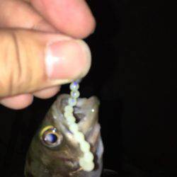 メバリングからショアジギ