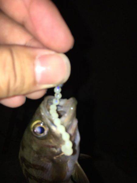 メバリングからショアジギ