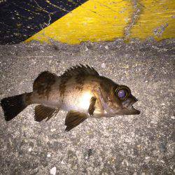 淡路ライトゲーム