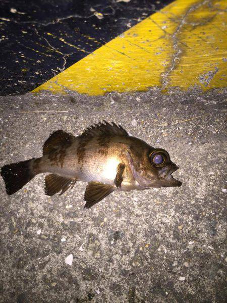 淡路ライトゲーム