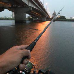 荒川シーバス、ハクパターン！リベンジ！