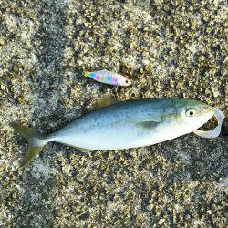 初のツバスゲット