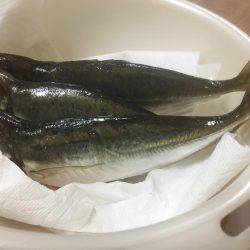 久しぶりのアジング