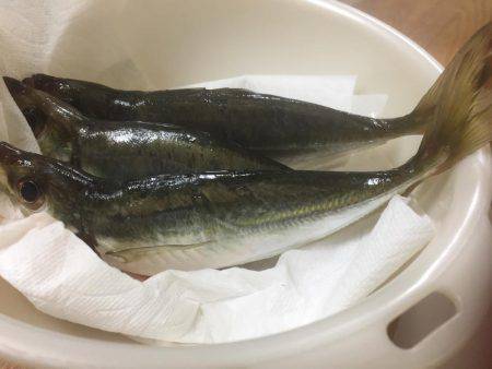 久しぶりのアジング