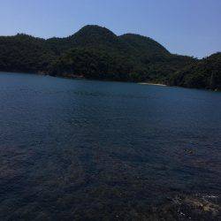 春イカエギング