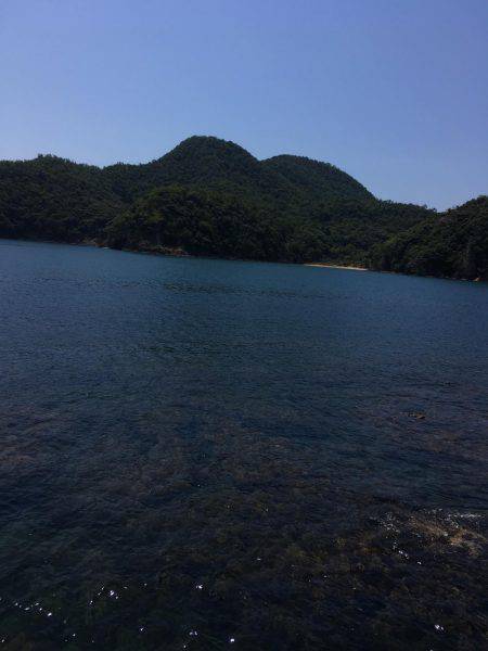 春イカエギング