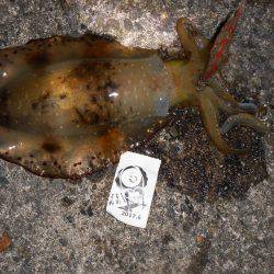 SST(泉南ソルトウォータートーナメント)