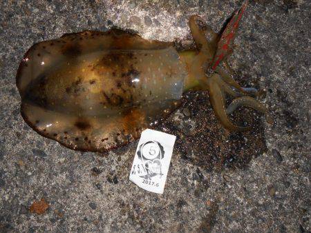 SST(泉南ソルトウォータートーナメント)