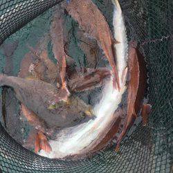 釣堀マルチョウ@かなすび釣果