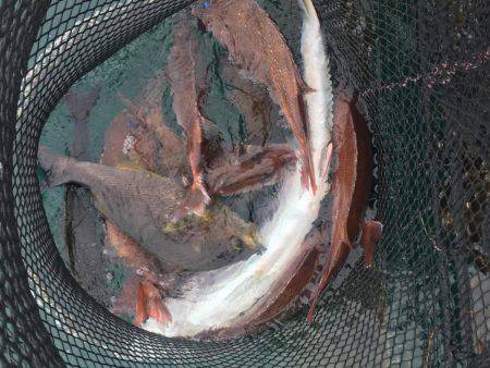 釣堀マルチョウ@かなすび釣果