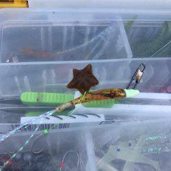 アジ、イワシ、マイクロスター！