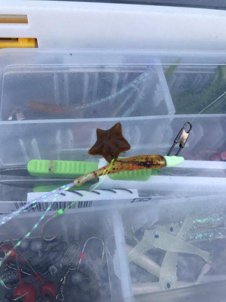 アジ、イワシ、マイクロスター！