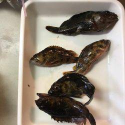 キャンプしてちょい釣り