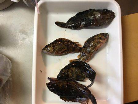 キャンプしてちょい釣り