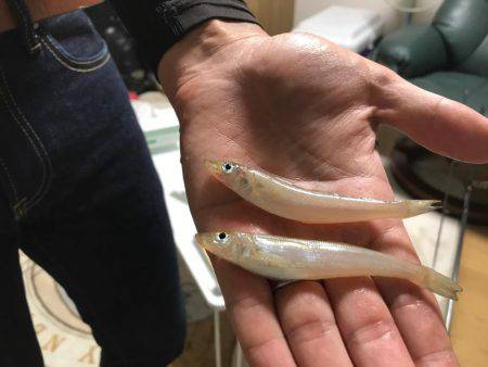 キスからのロックフィッシュ！