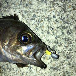 メバリングまだイケる