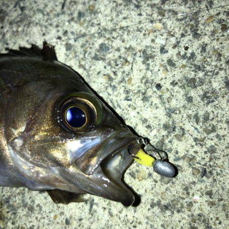 メバリングまだイケる