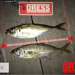 豆アジが少しだけ成長？