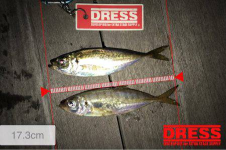 豆アジが少しだけ成長？