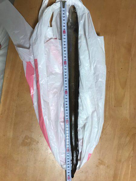 伝助⁉︎アナゴ