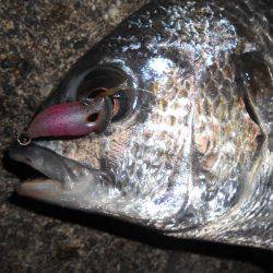雨上がりのチニング