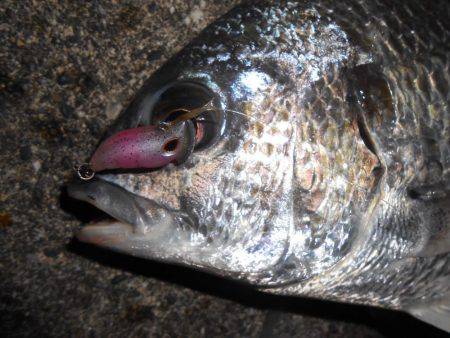 雨上がりのチニング