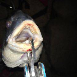 雨上がりのキビレ