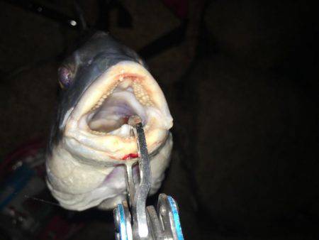 雨上がりのキビレ