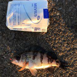 アジサバタナゴメバル！色々釣れた！