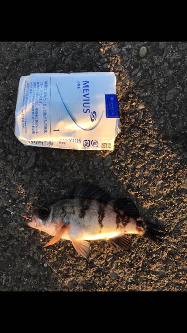 アジサバタナゴメバル！色々釣れた！