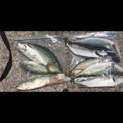 メタルバイブでツバス✕9