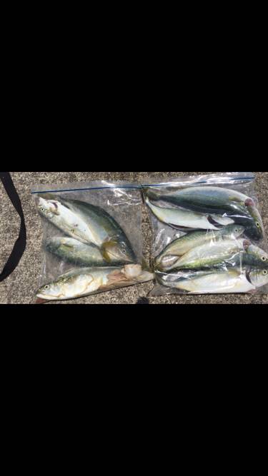 メタルバイブでツバス✕9