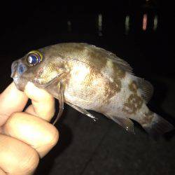 垂水漁港でナイトゲーム！！