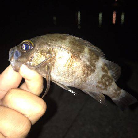 垂水漁港でナイトゲーム！！