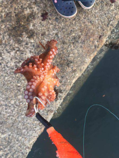 タコ安定の二桁オーバー！