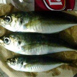 夕まずめアジング