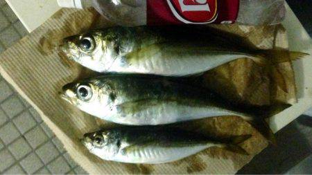 夕まずめアジング