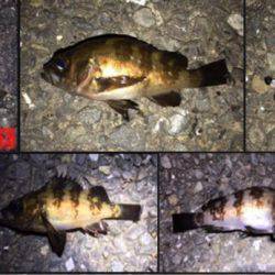 アジングのつもりが結果メバリング。