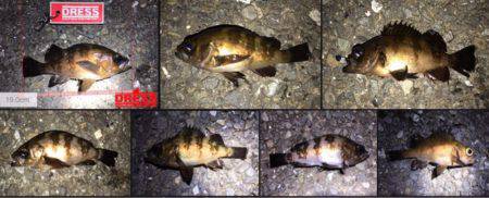 アジングのつもりが結果メバリング。